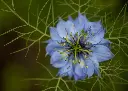 Nigelle de damas double variée AB
