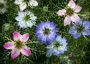 Nigelle de damas double variée AB