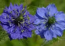 Nigelle de damas double variée AB