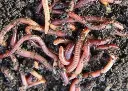 Vers de compost 