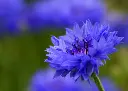 Bleuet des pc-214-bleuet-des-champs-3 AB