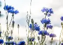 pc-214-bleuet-des-champs-4
