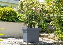 pot-de-fleurs-carre-papi-medium-modele-carl-gris-anthracite