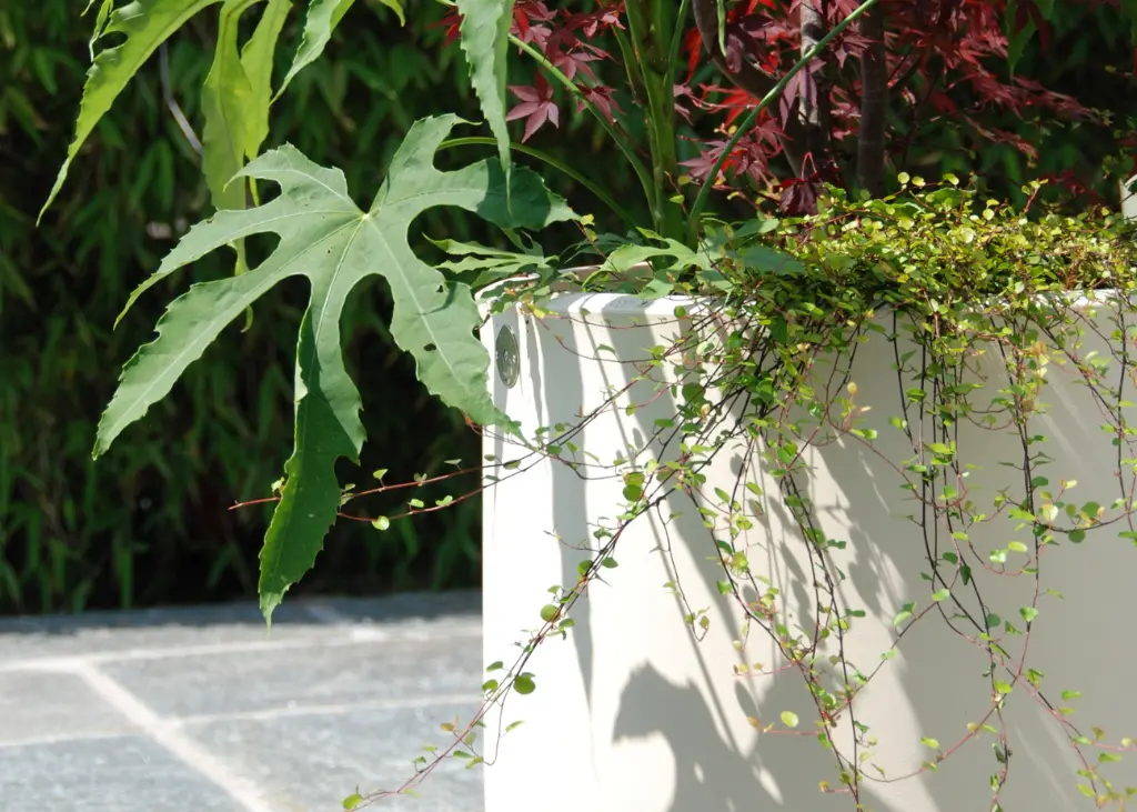 Pot Papi Lune : pot de fleurs en PEHD résistant