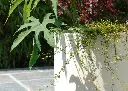 Pot Papi Lune : pot de fleurs en PEHD résistant