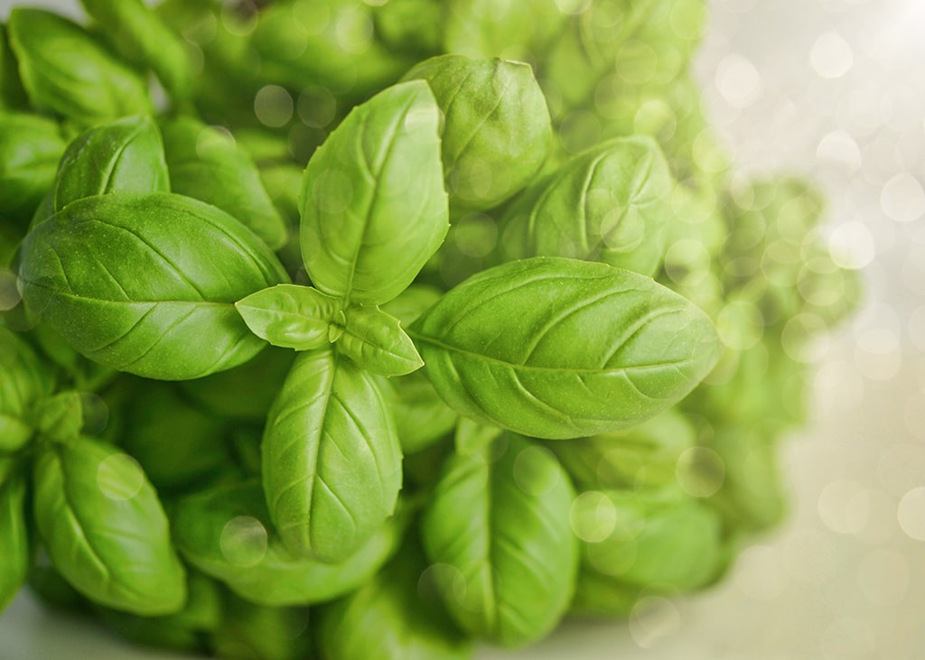 basilic-grand-vert-bio