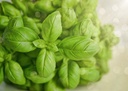 basilic-grand-vert-bio