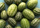 mini-concombre-a-confire-bio