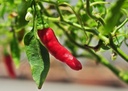piment-sucette-de-provence-bio