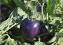 tomate-cocktail-indigo-bio