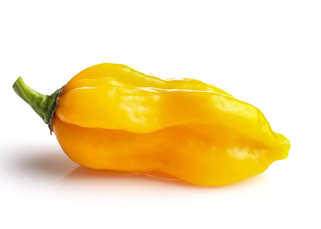 poivron-petit-marseillais-bio