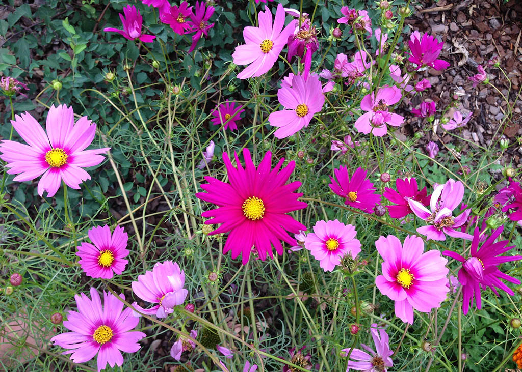 fleurs-de-cosmos