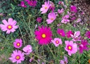 fleurs-de-cosmos
