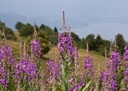 laurier-de-saint-antoine-fleurs