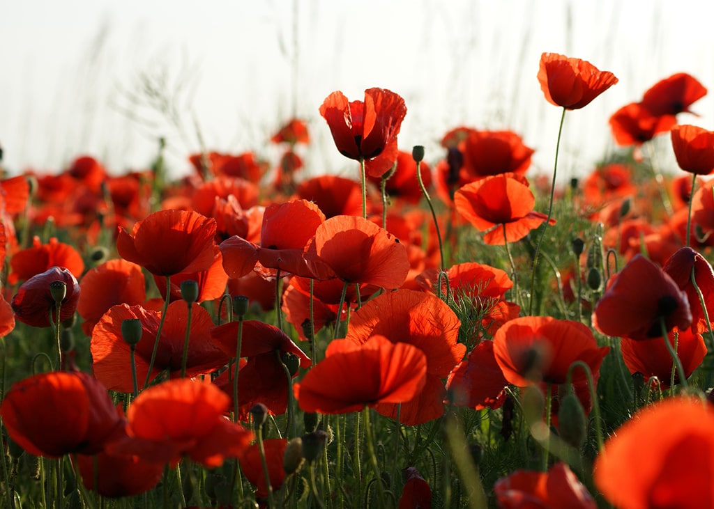 coquelicots-bio