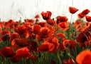coquelicots-bio