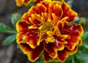 oeillet-d-inde-reine-sophie-bio
