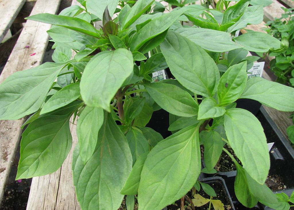 basilic-thai-bio