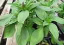 basilic-thai-bio