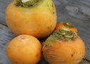 navet-boule-d-or-bio