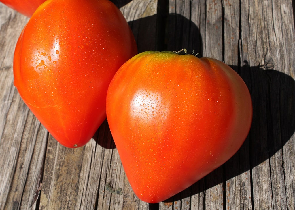 tomate-coeur-de-boeuf-bio