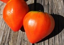 tomate-coeur-de-boeuf-bio