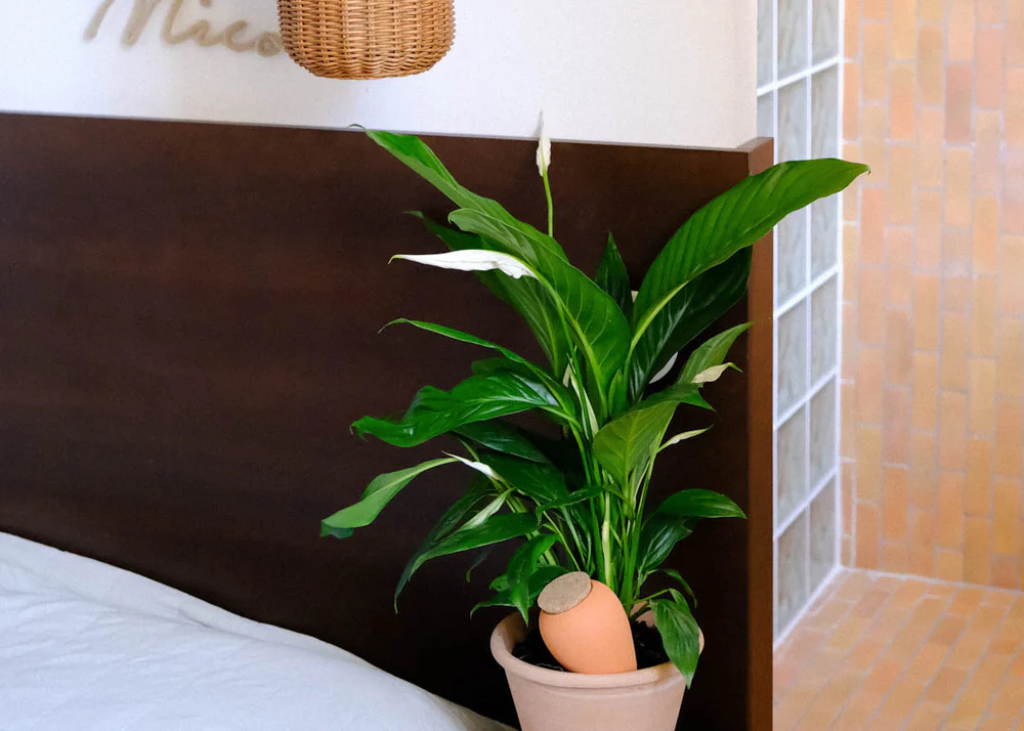 Olla à planter - pépin 