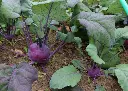 Chou-rave purple AB