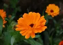 Souci des jardin AB
