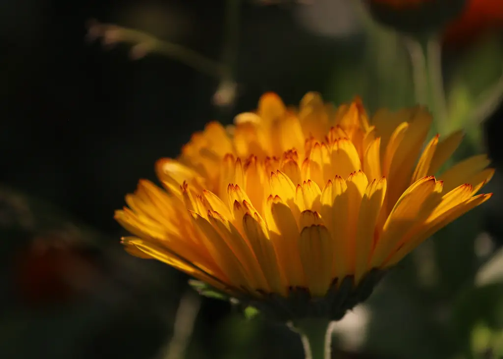 Souci des jardin AB