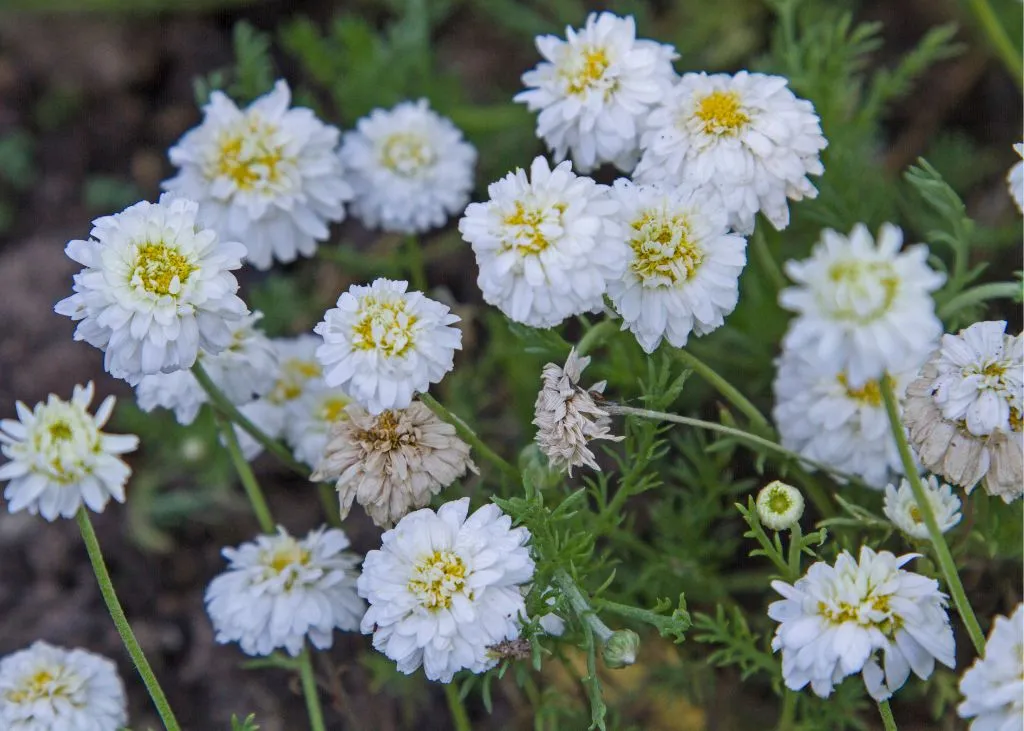 camomille-romaine-bio
