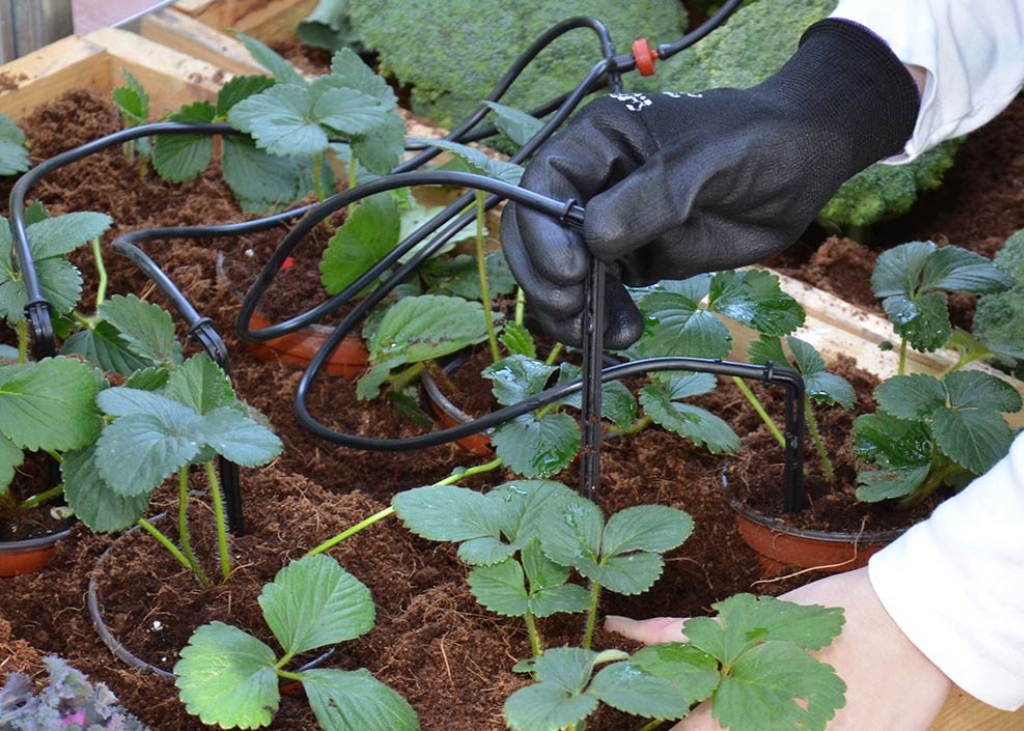 systeme-arrosage-goutte-a-goutte