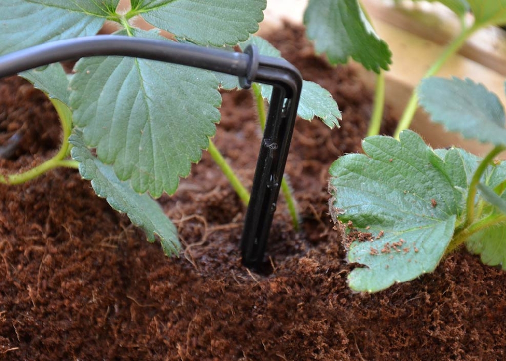 systeme-arrosage-goutte-a-goutte