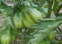 tomate-tlacolula-verte