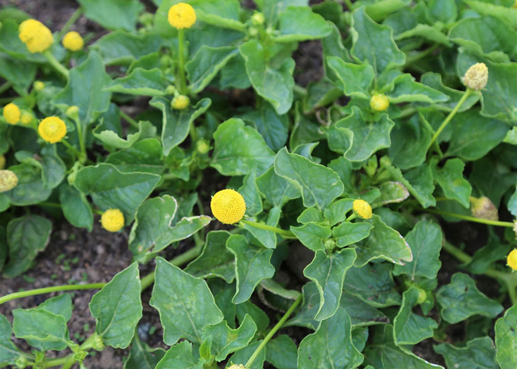 cresson-de-para-bio