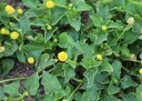 cresson-de-para-bio