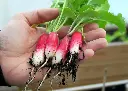 radis-flamboyant-2-bio