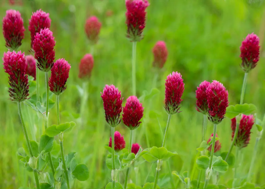 trefle-incarnat-engrais-vert-bio