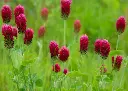 trefle-incarnat-engrais-vert-bio