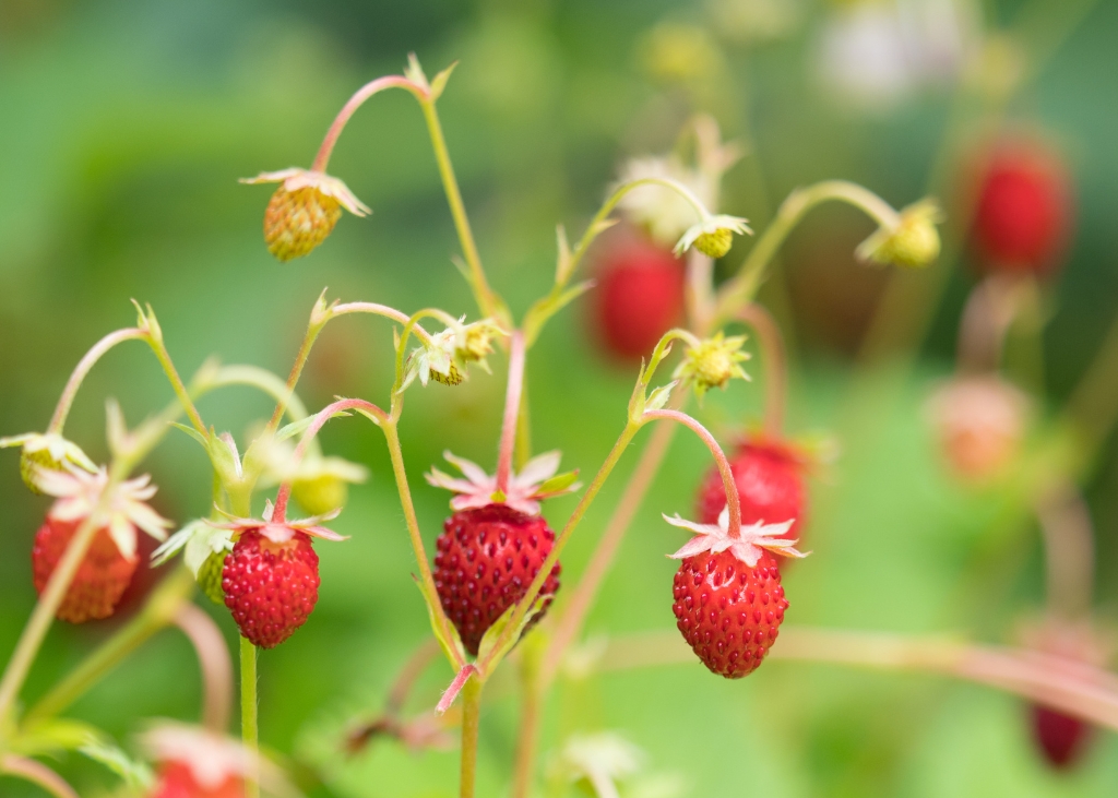 fraises-des-bois-bio
