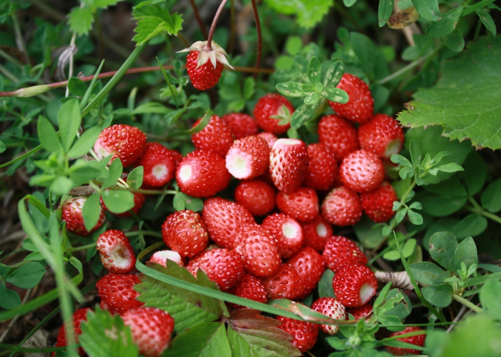 fraises-bio