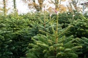sapin-de-noel-nordmann-bio