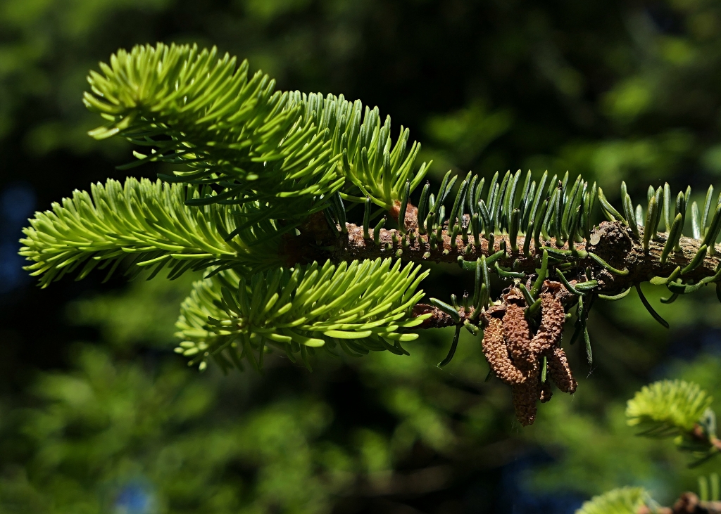 branche-sapin-nordmann-bio