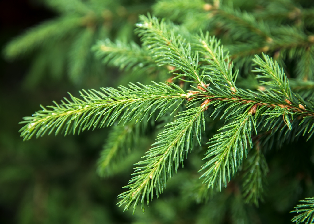 branche-sapin-epicea-bio