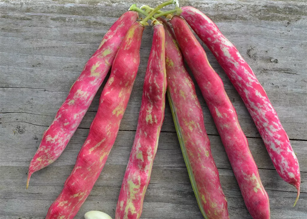 haricot-nain-big-borlotto