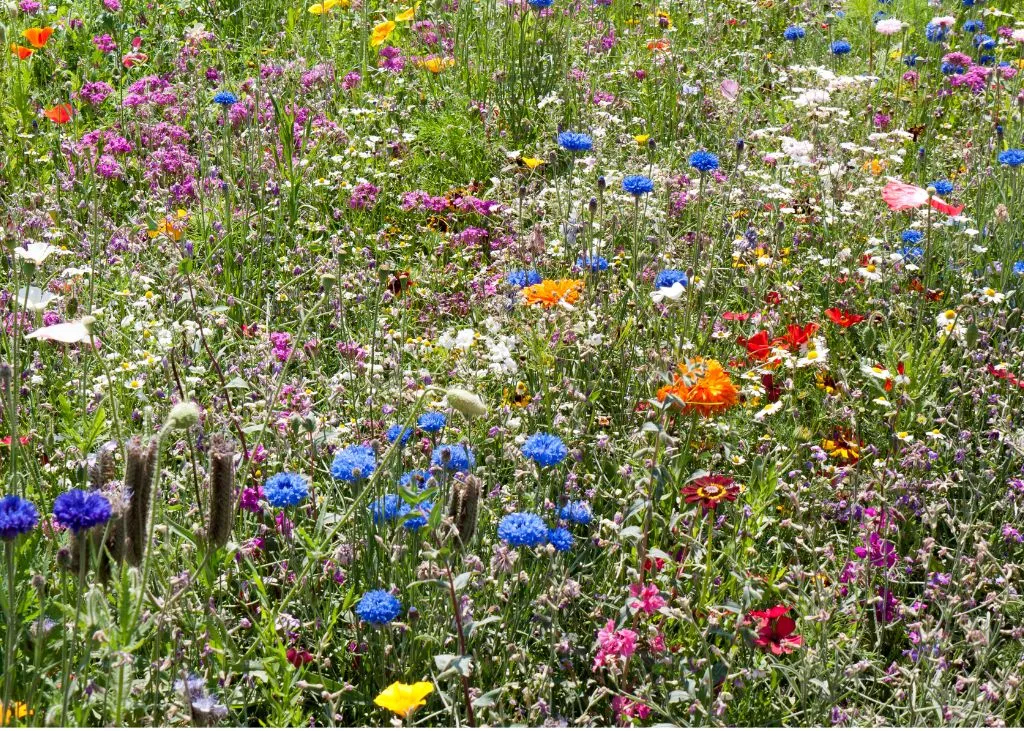 Mélange mellifère pour abeilles bio