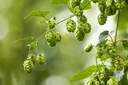 houblon-bio