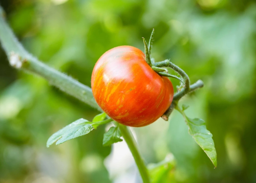 tomate-red-zebra
