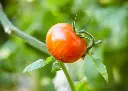 tomate-red-zebra