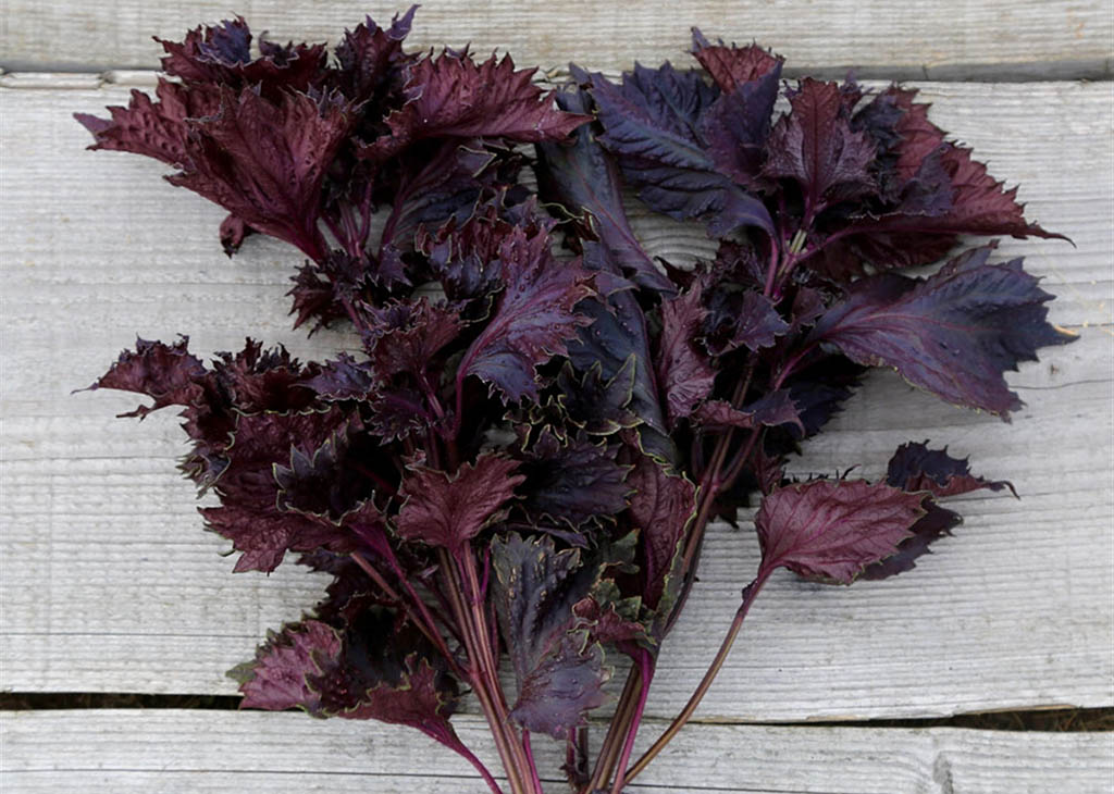 shiso-rouge